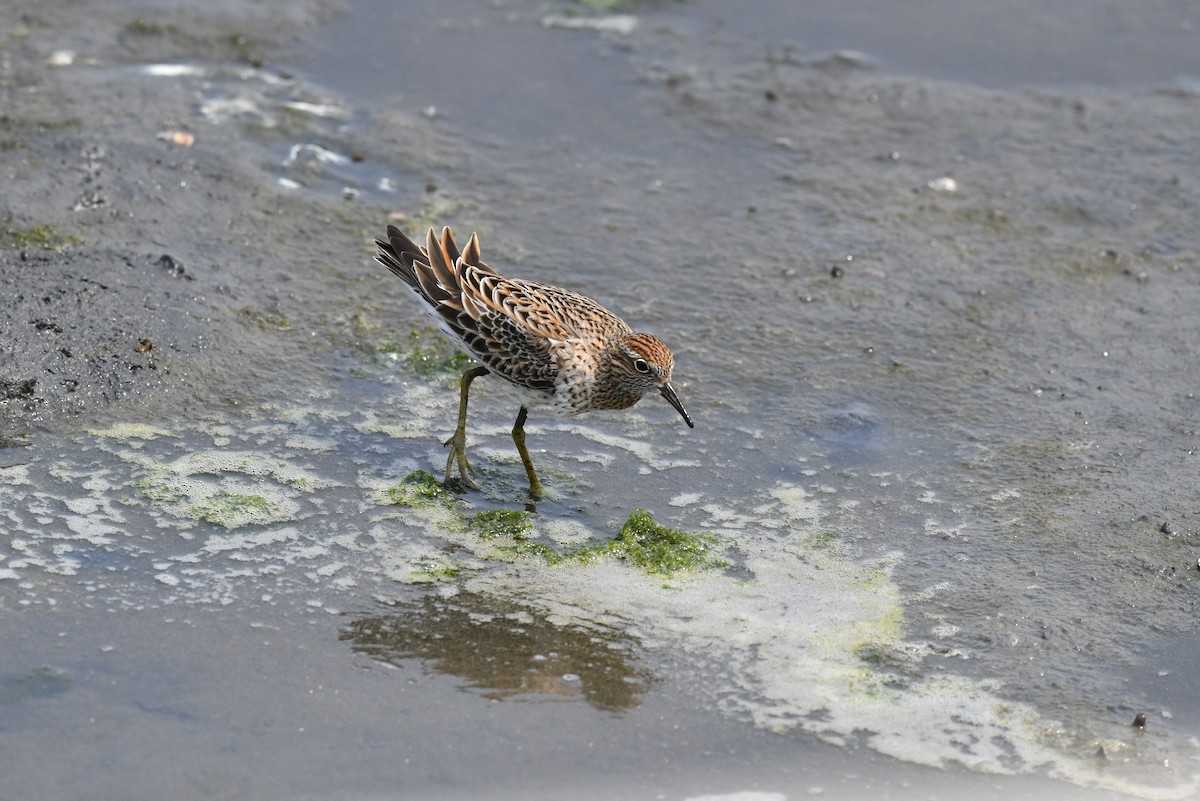 Sharp-tailed Sandpiper - ML596962841