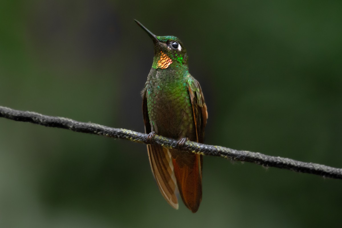 kolibřík brazilský - ML596963911