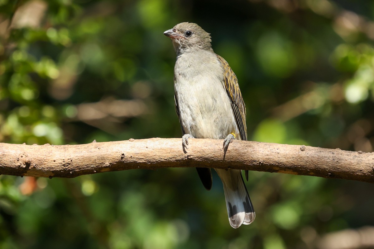 Lesser Honeyguide - ML596964261