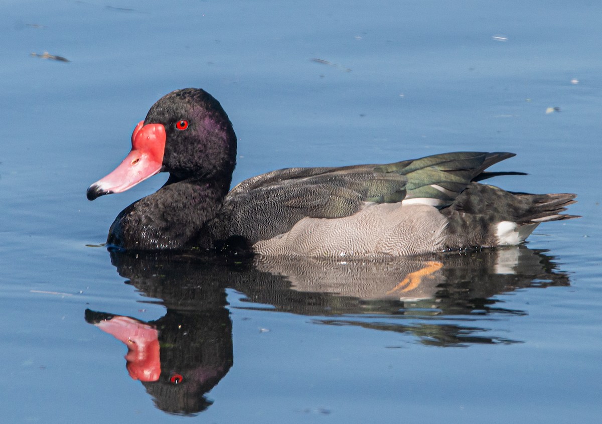 Rosy-billed Pochard - ML596964521