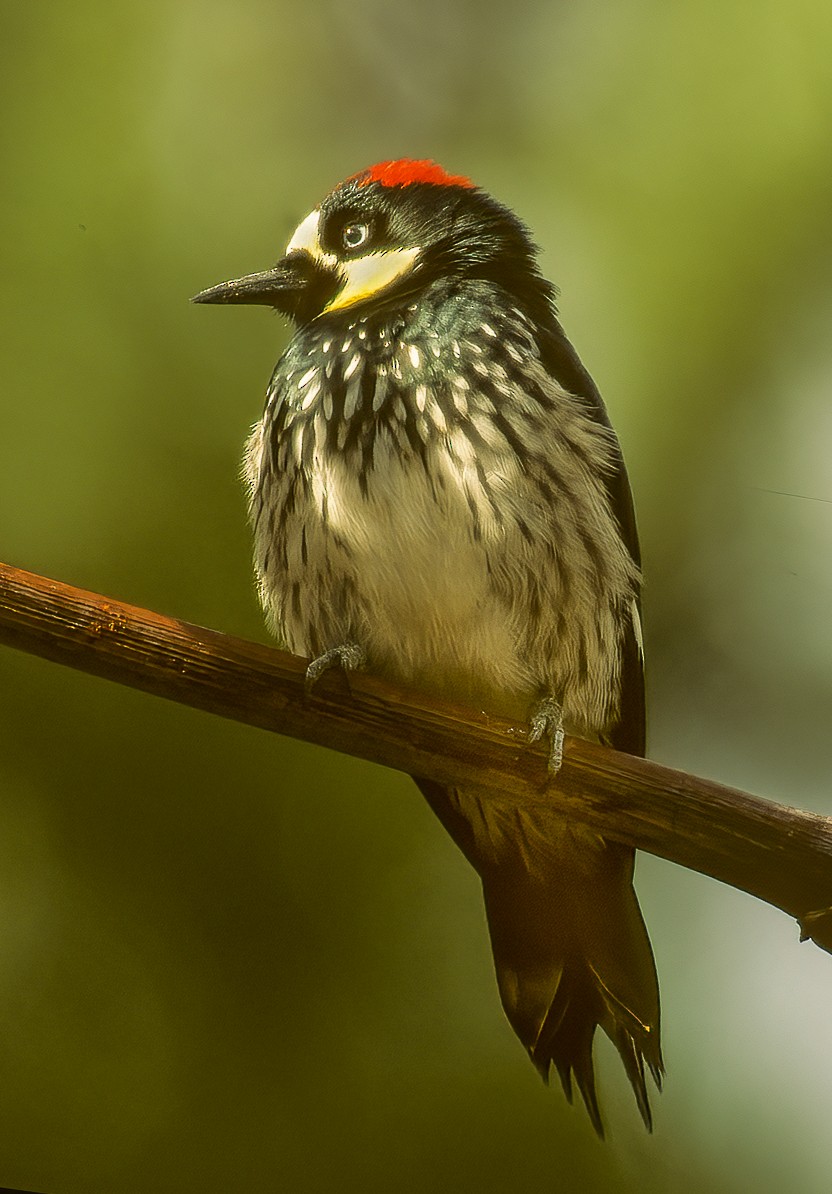 Acorn Woodpecker - ML596966071