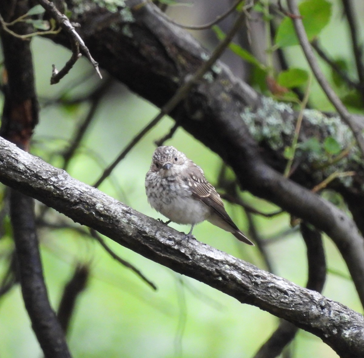 Spotted Flycatcher - ML596966081