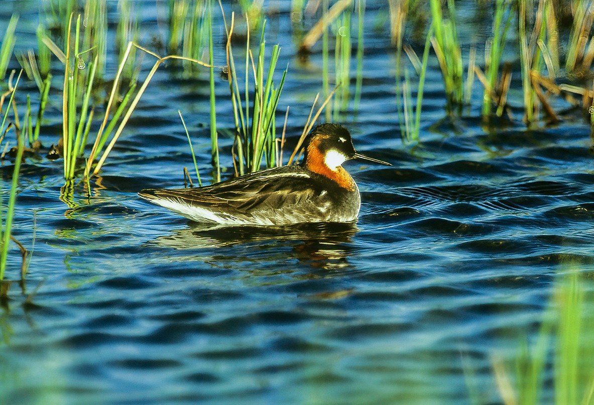 Red-necked Phalarope - ML596966411