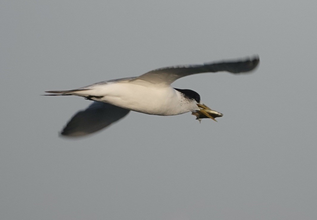 Great Crested Tern - ML596966971