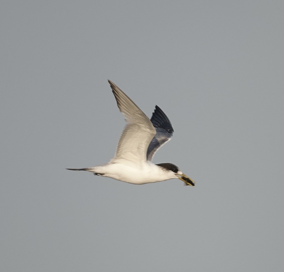 Great Crested Tern - ML596966981