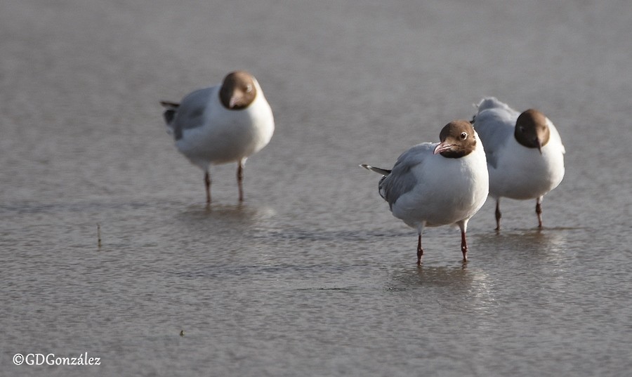 Brown-hooded Gull - ML596967491