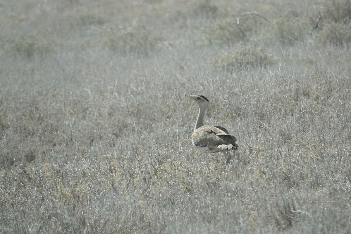 Australian Bustard - Emily Jenkins