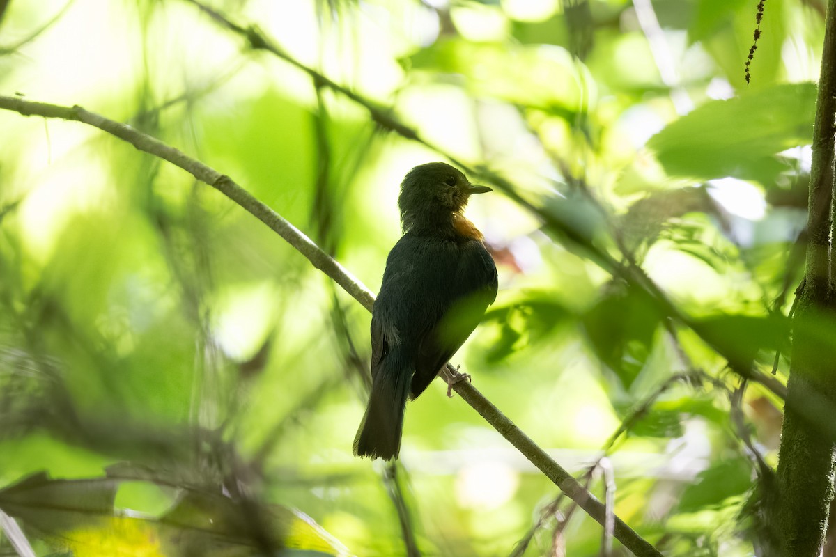 Sulawesi Blue Flycatcher (Sulawesi) - ML596968221