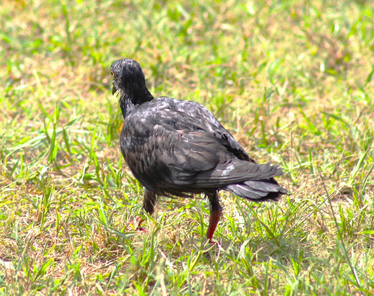 Rock Pigeon (Feral Pigeon) - ML596968271