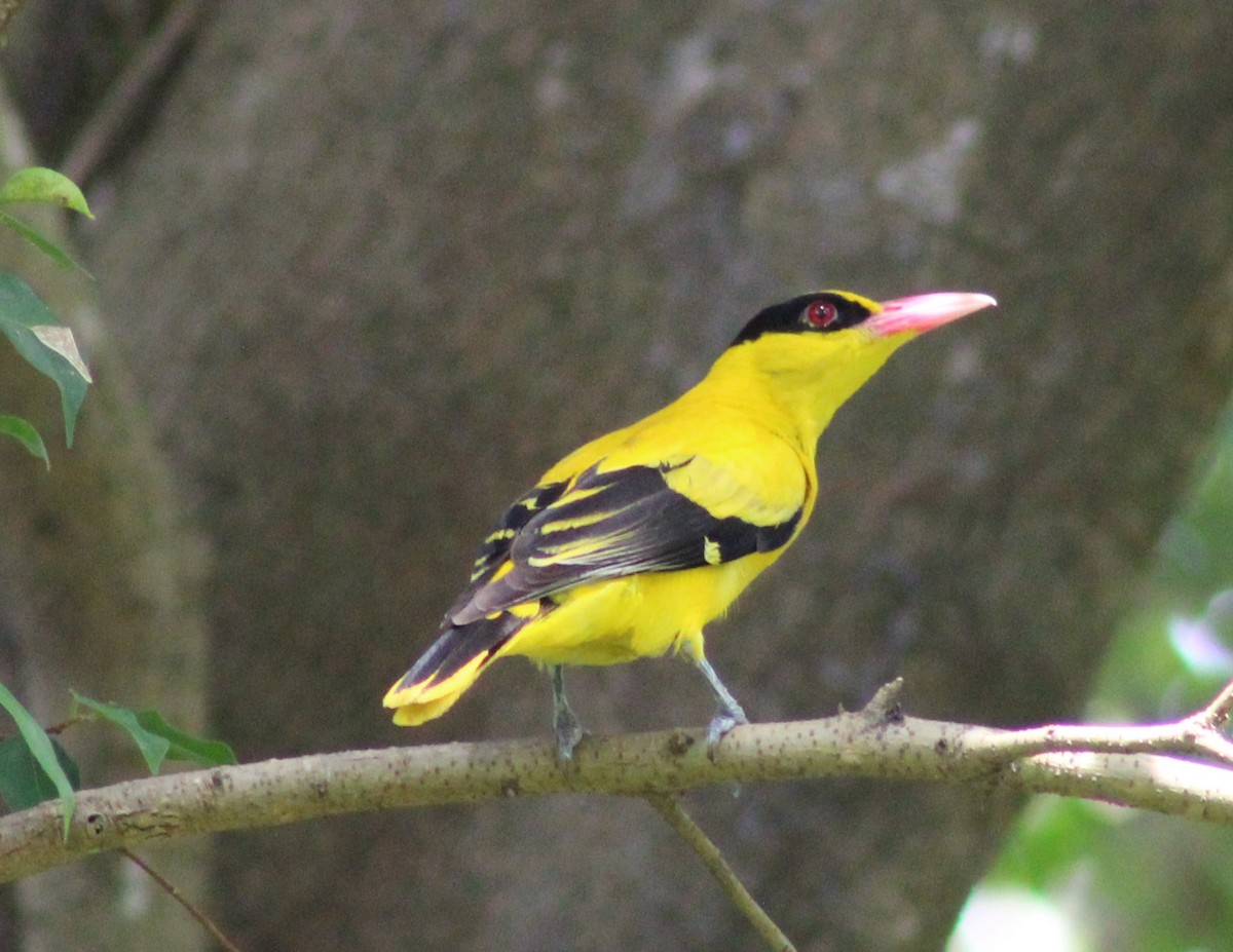 Black-naped Oriole - ML596968391