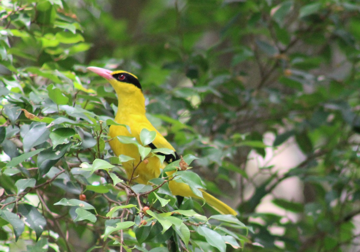 Black-naped Oriole - ML596968401