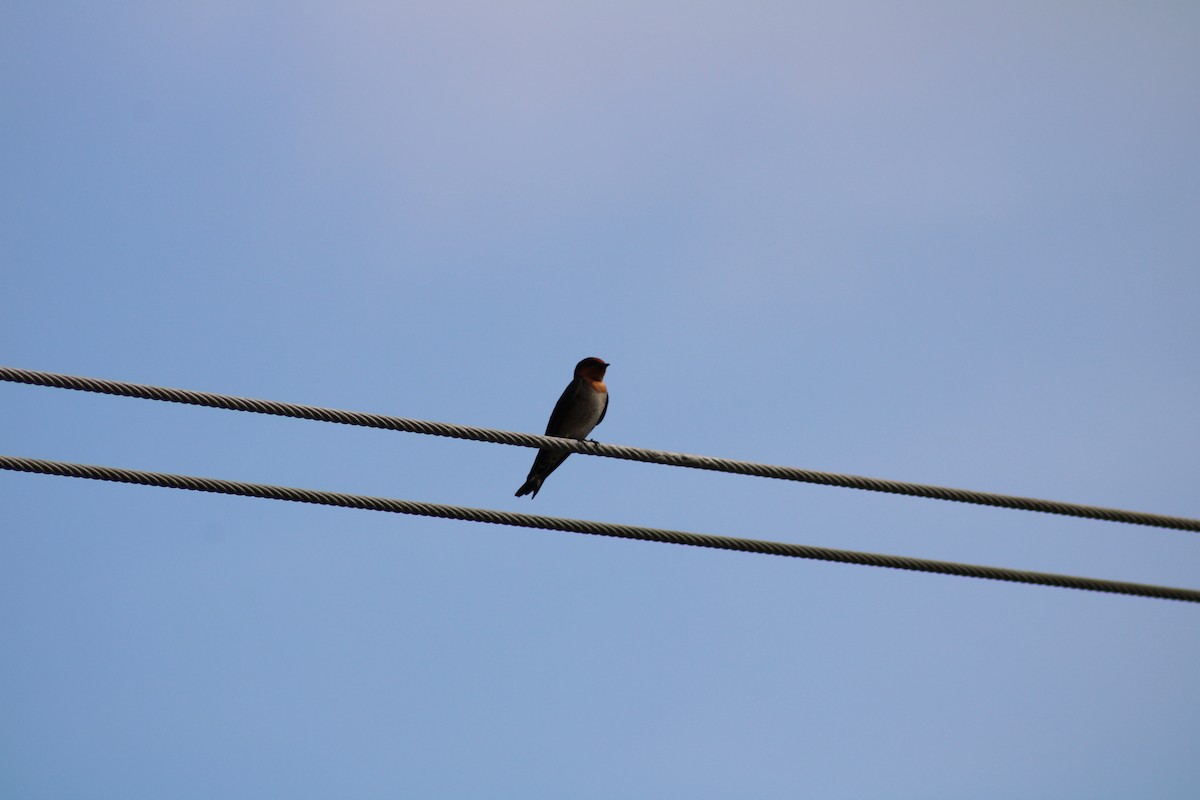 Golondrina del Pacífico - ML596968421