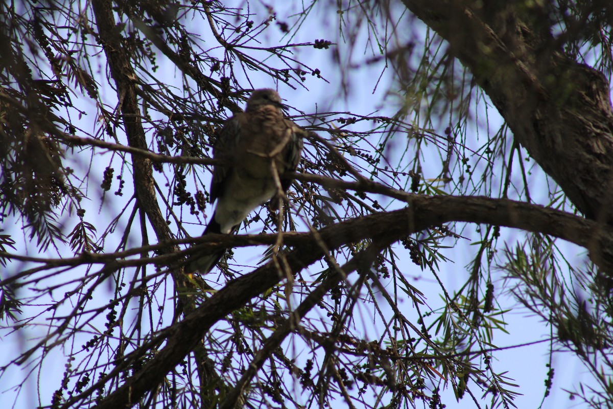 Yellow-vented Bulbul - ML596968441