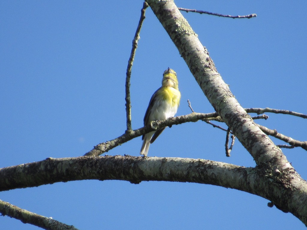 Sarı Gerdanlı Vireo - ML596969221