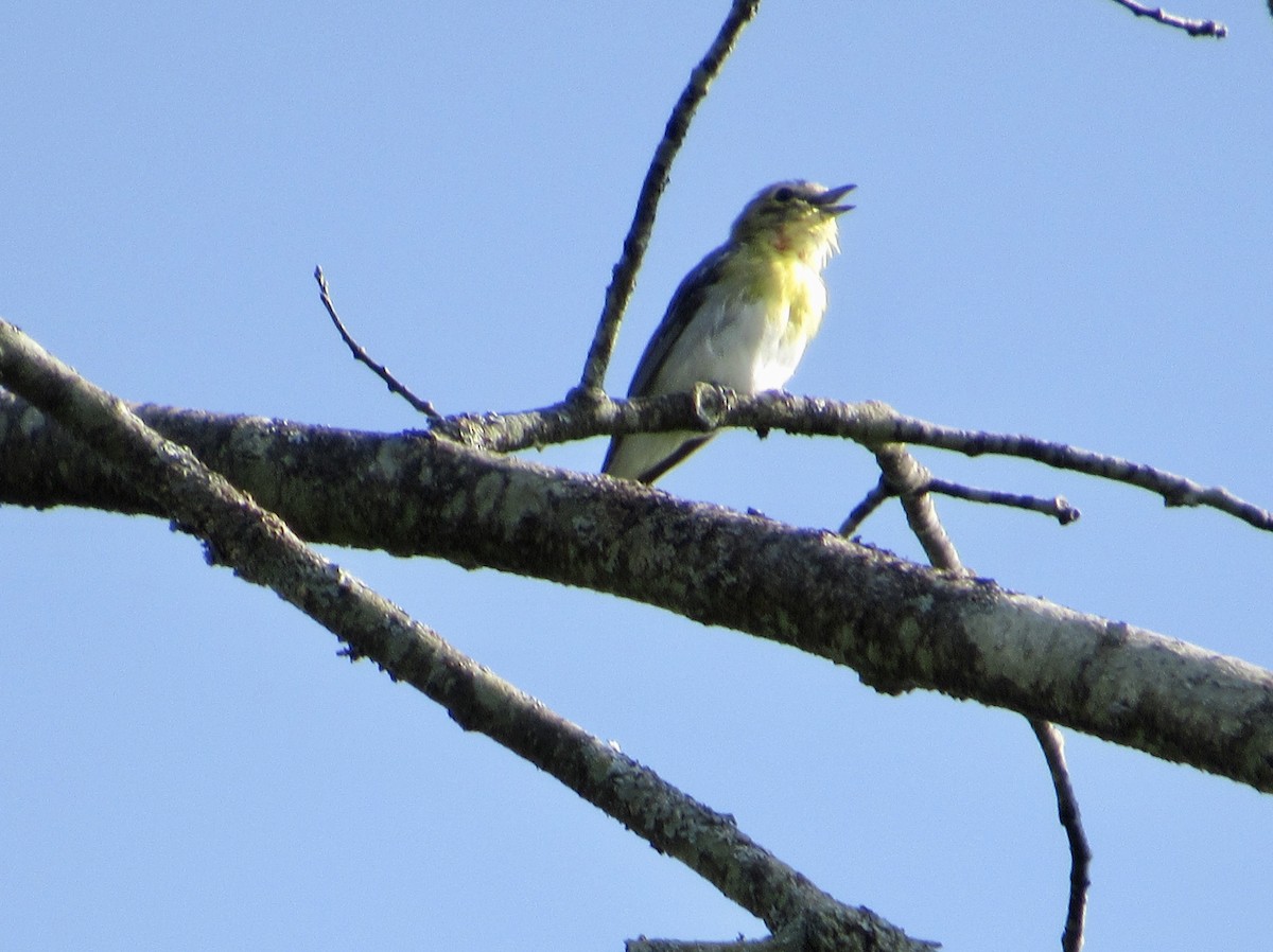 Viréo à gorge jaune - ML596969371