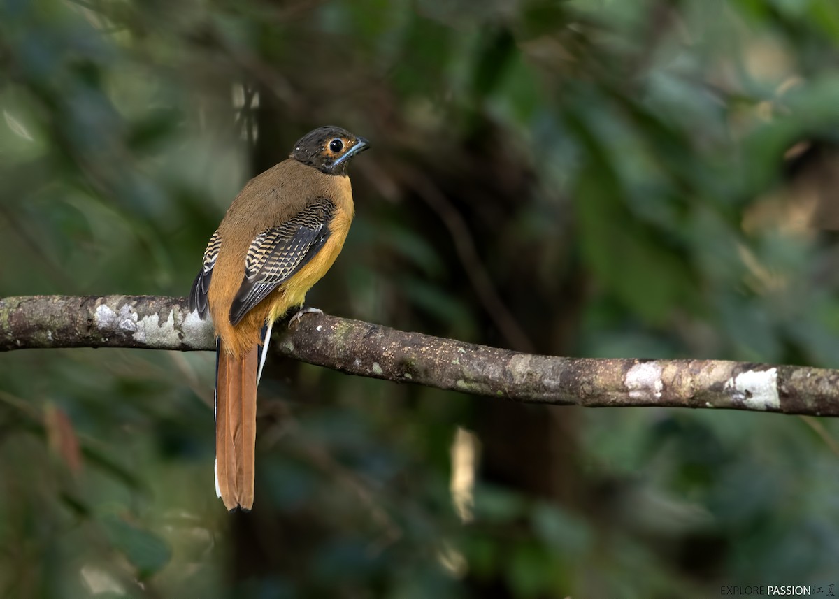 Cinnamon-rumped Trogon - ML596969951