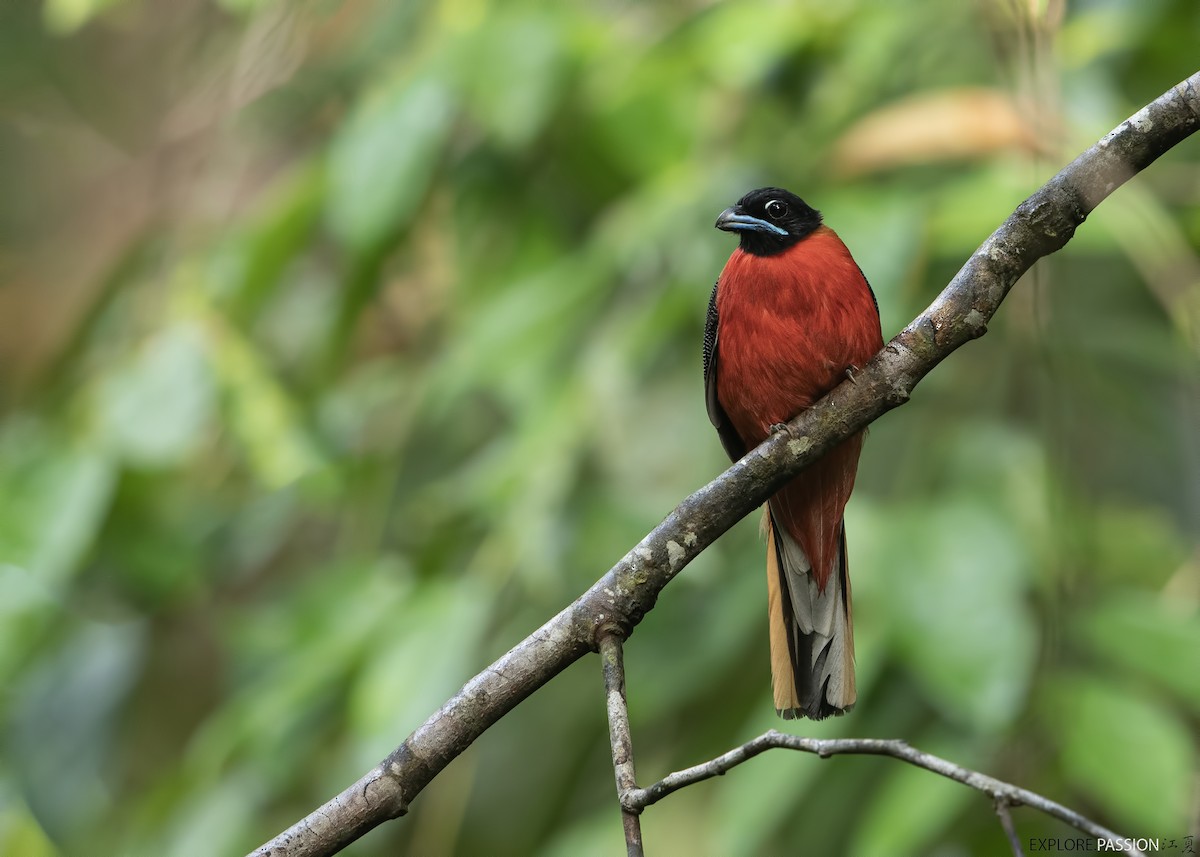 Cinnamon-rumped Trogon - ML596969971