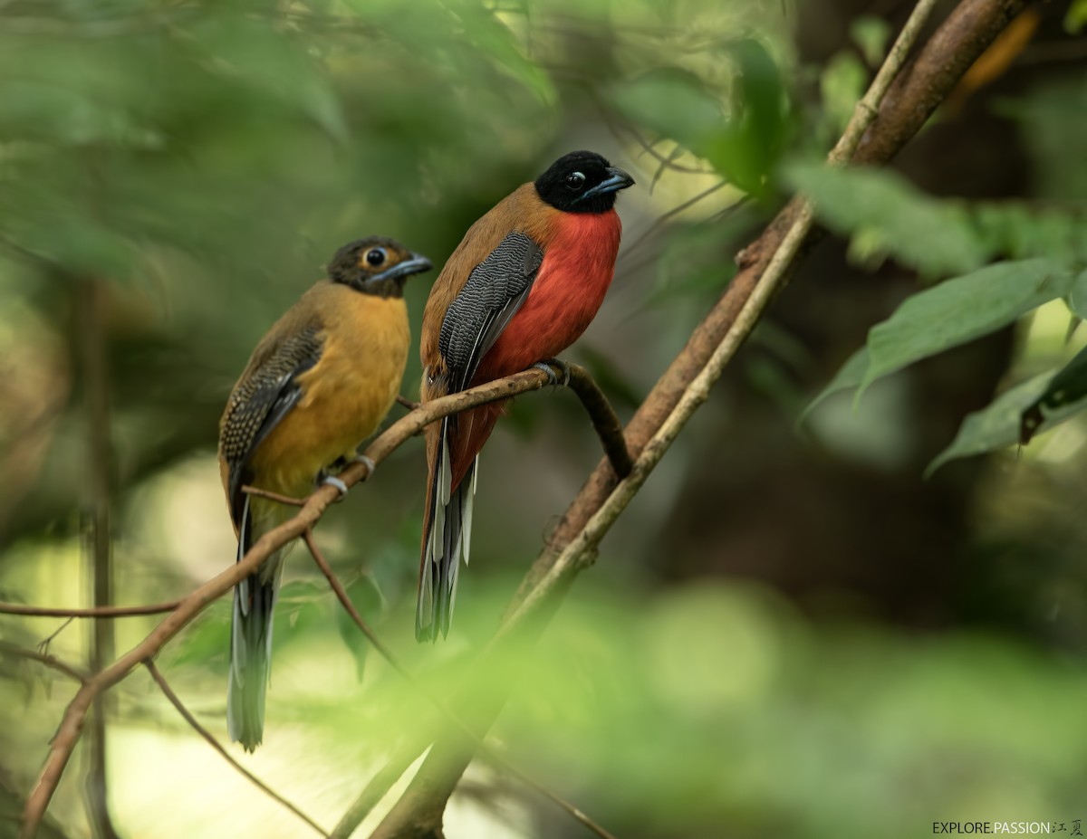 Cinnamon-rumped Trogon - Wai Loon Wong