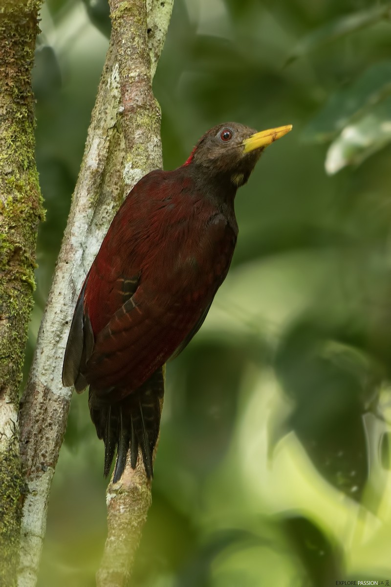 Maroon Woodpecker - ML596970061