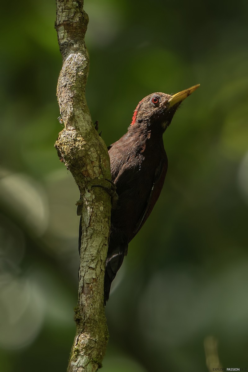 Maroon Woodpecker - ML596970071