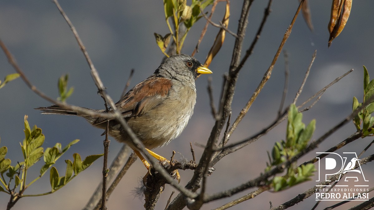 Rufous-backed Inca-Finch - Pedro Allasi Condo - COAP - COLLAGUA BIRDER