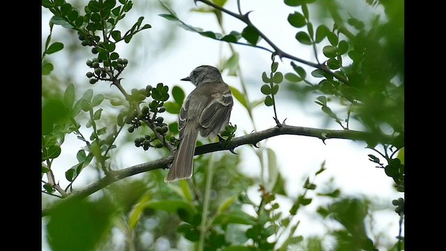 Marañon Tyrannulet - ML596972211