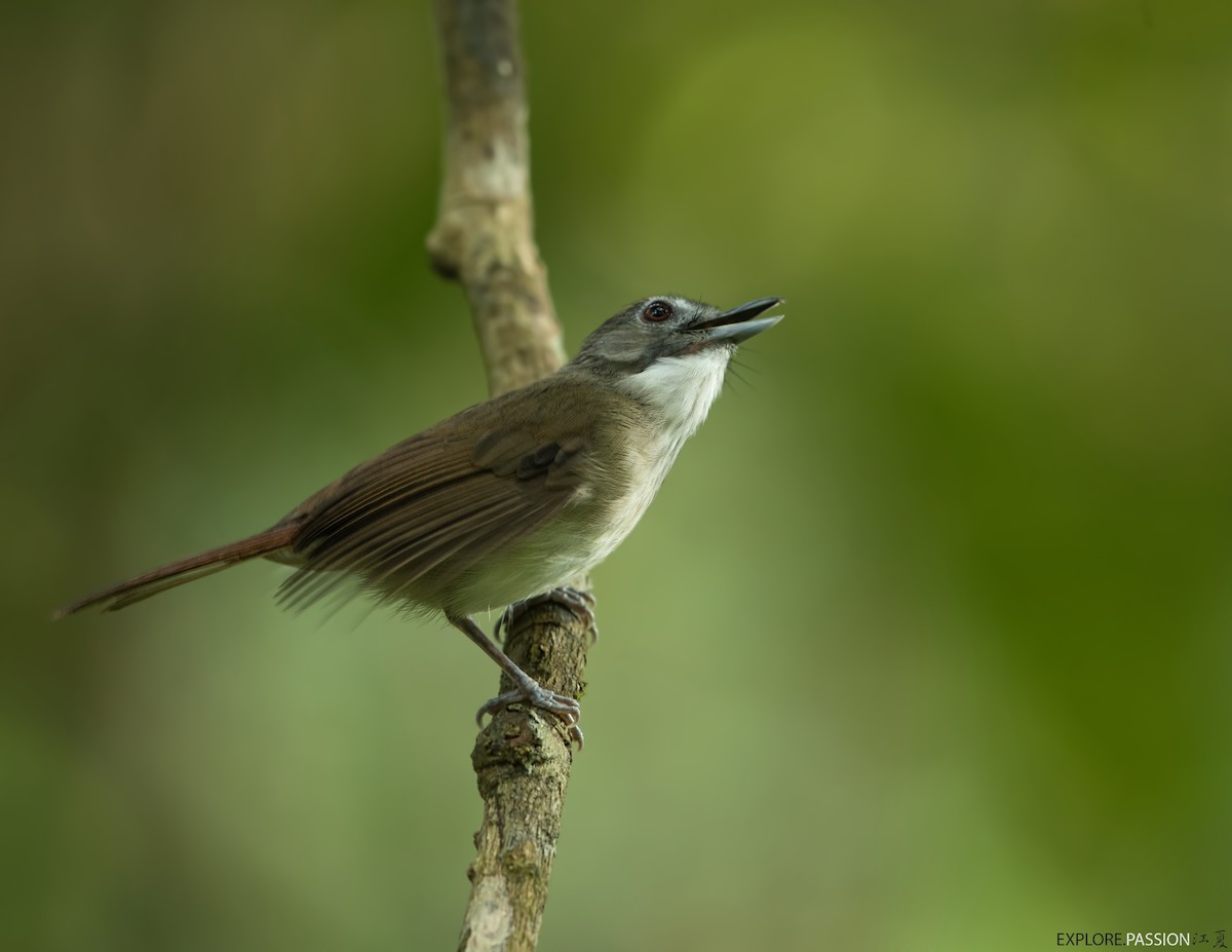 Moustached Babbler - Wai Loon Wong