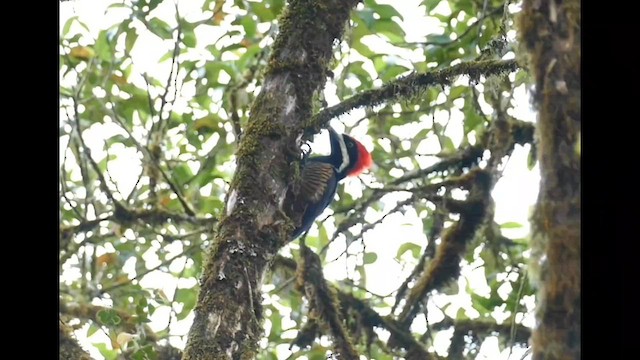 Powerful Woodpecker - ML596973721