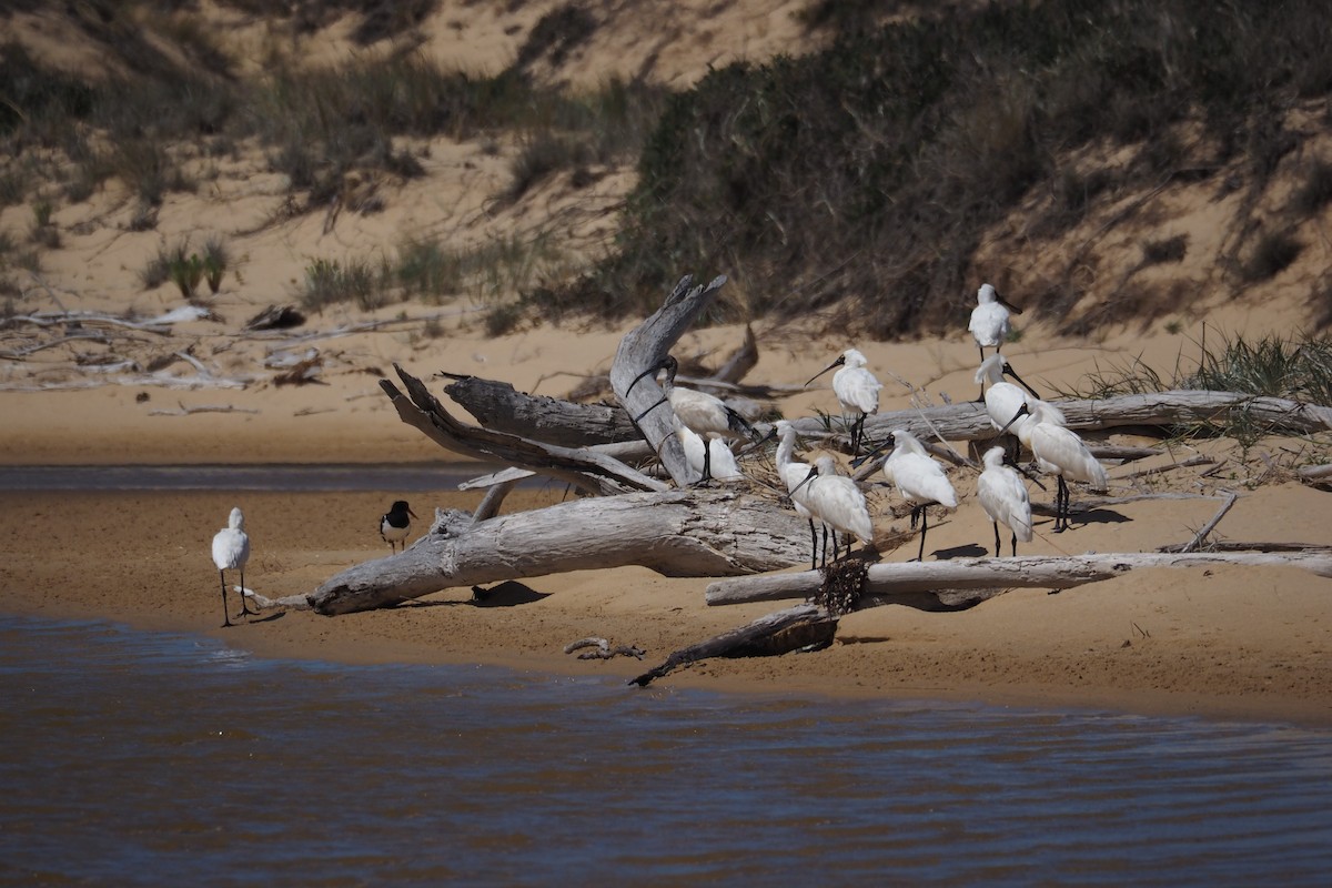 Royal Spoonbill - ML596973791