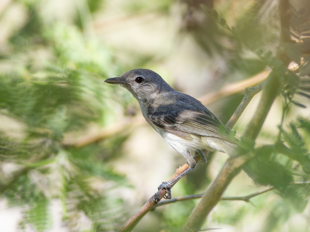 Bell's Vireo - ML596975921