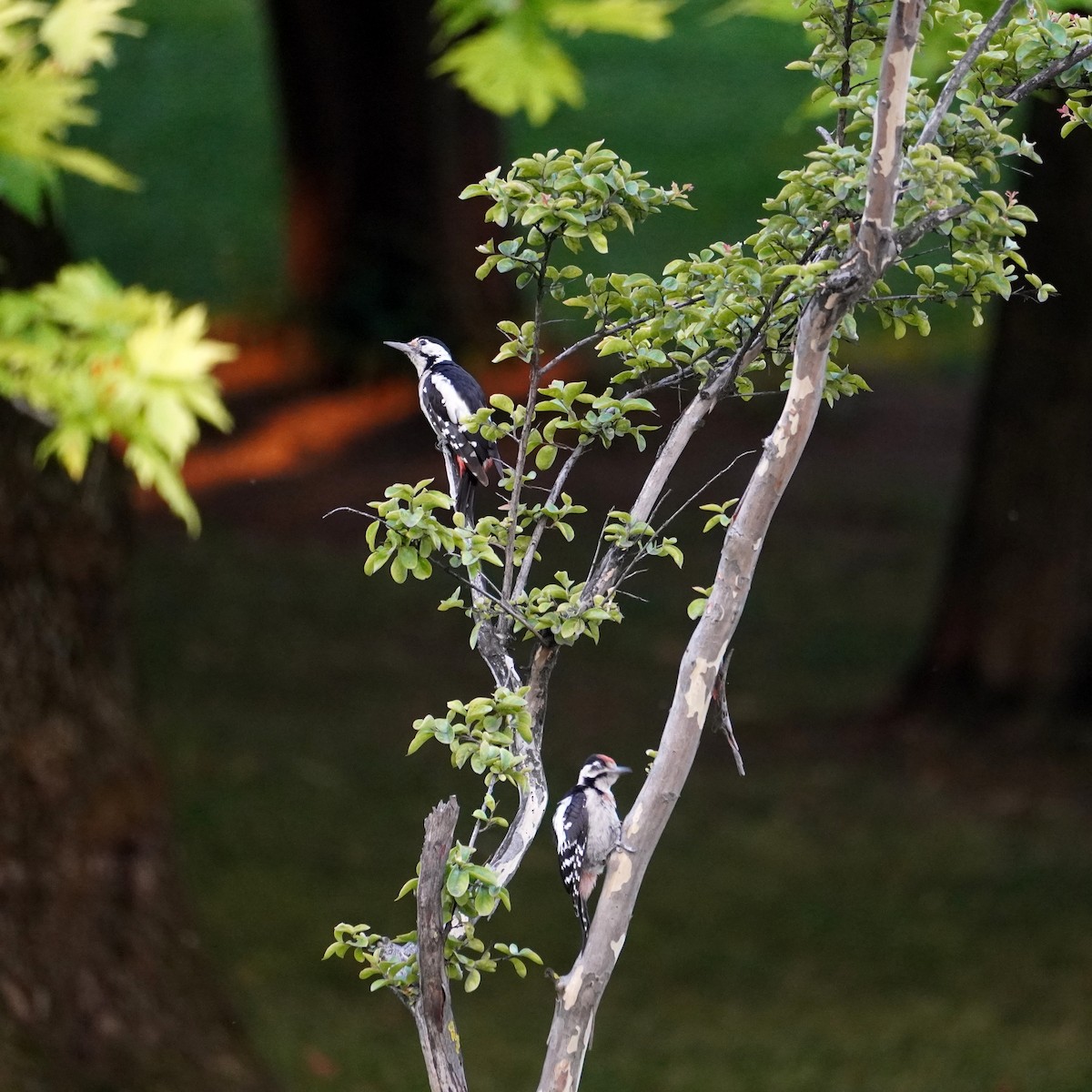 Syrian Woodpecker - ML596977101