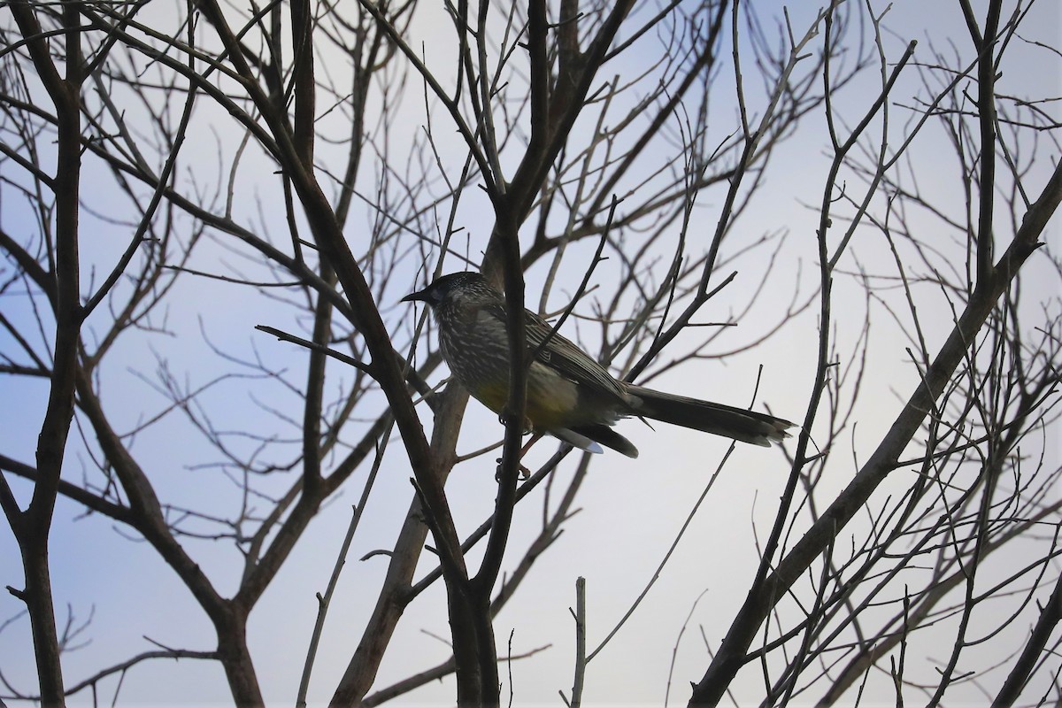 Red Wattlebird - ML596977911