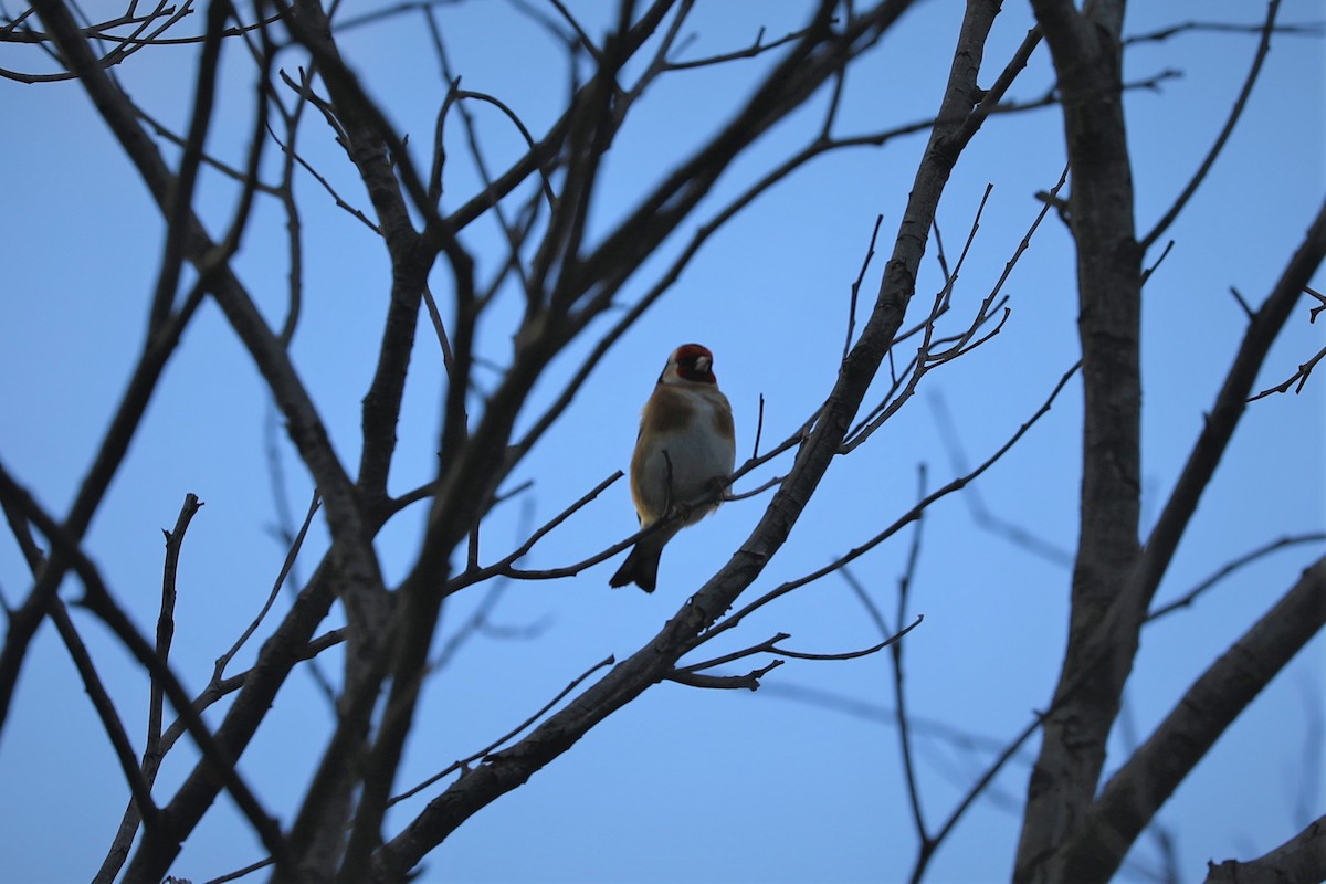 European Goldfinch - ML596978191