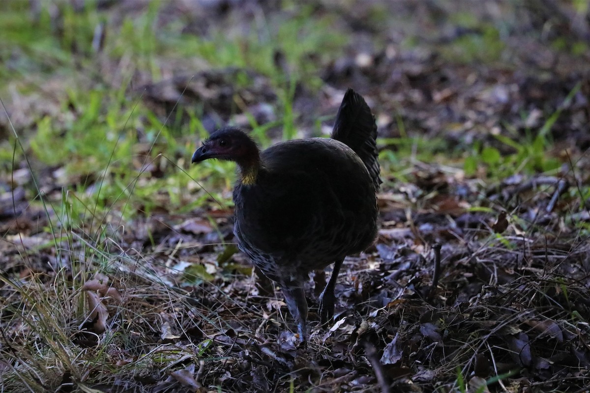 Australian Brushturkey - ML596978271