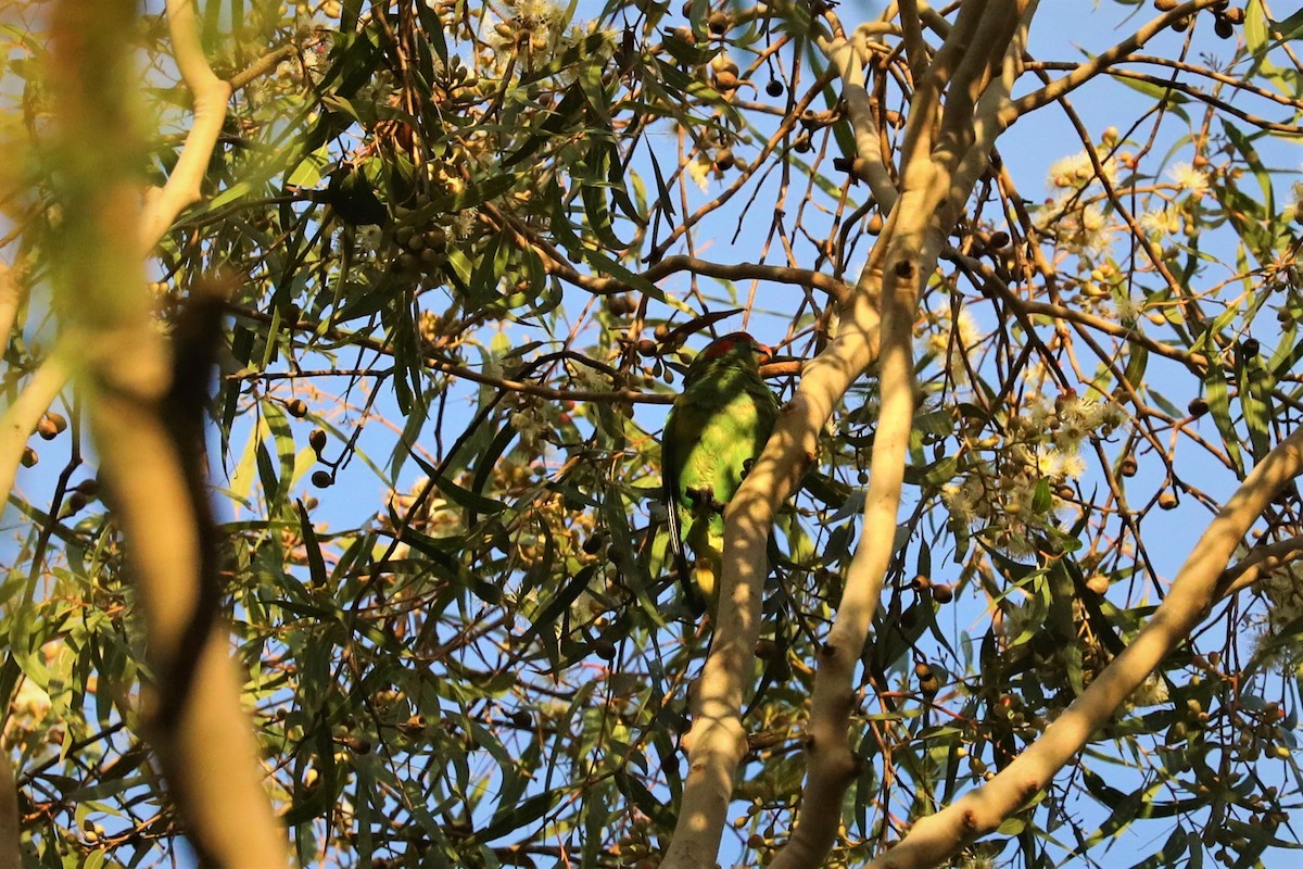 Musk Lorikeet - ML596978631