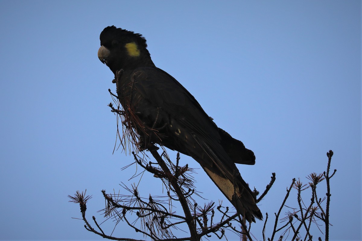 Yellow-tailed Black-Cockatoo - ML596978671