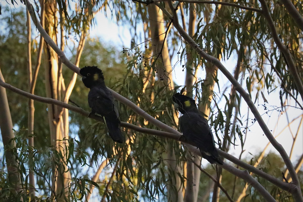 Cacatúa Fúnebre Coliamarilla - ML596978681