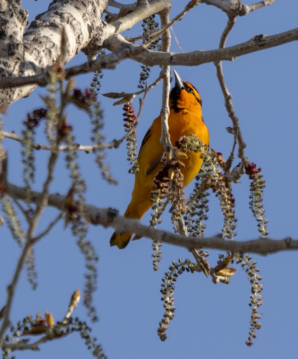 Bullock's Oriole - ML596980641