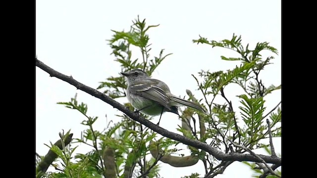 Marañon Tyrannulet - ML596980861