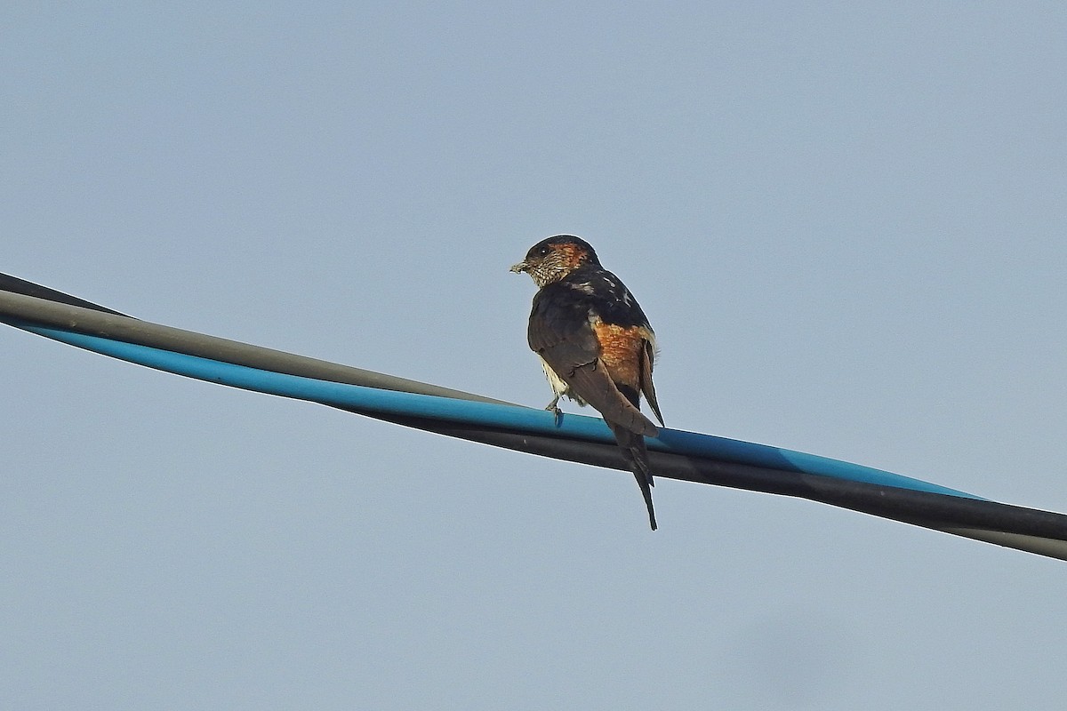 Striated Swallow - ML596981921