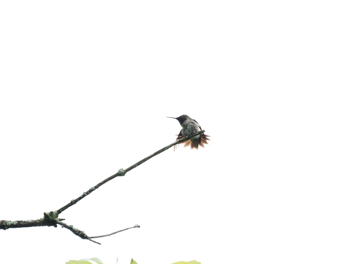 Ruby-throated Hummingbird - ML596981951