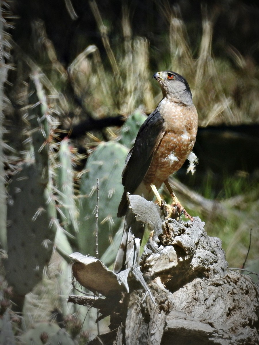 Cooper's Hawk - ML59698391