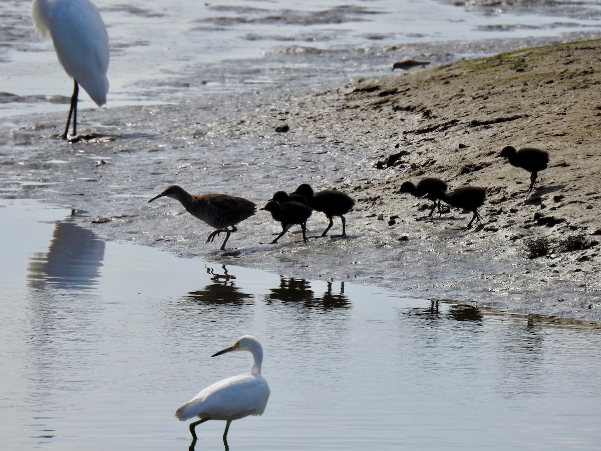 Clapper Rail - ML596984541