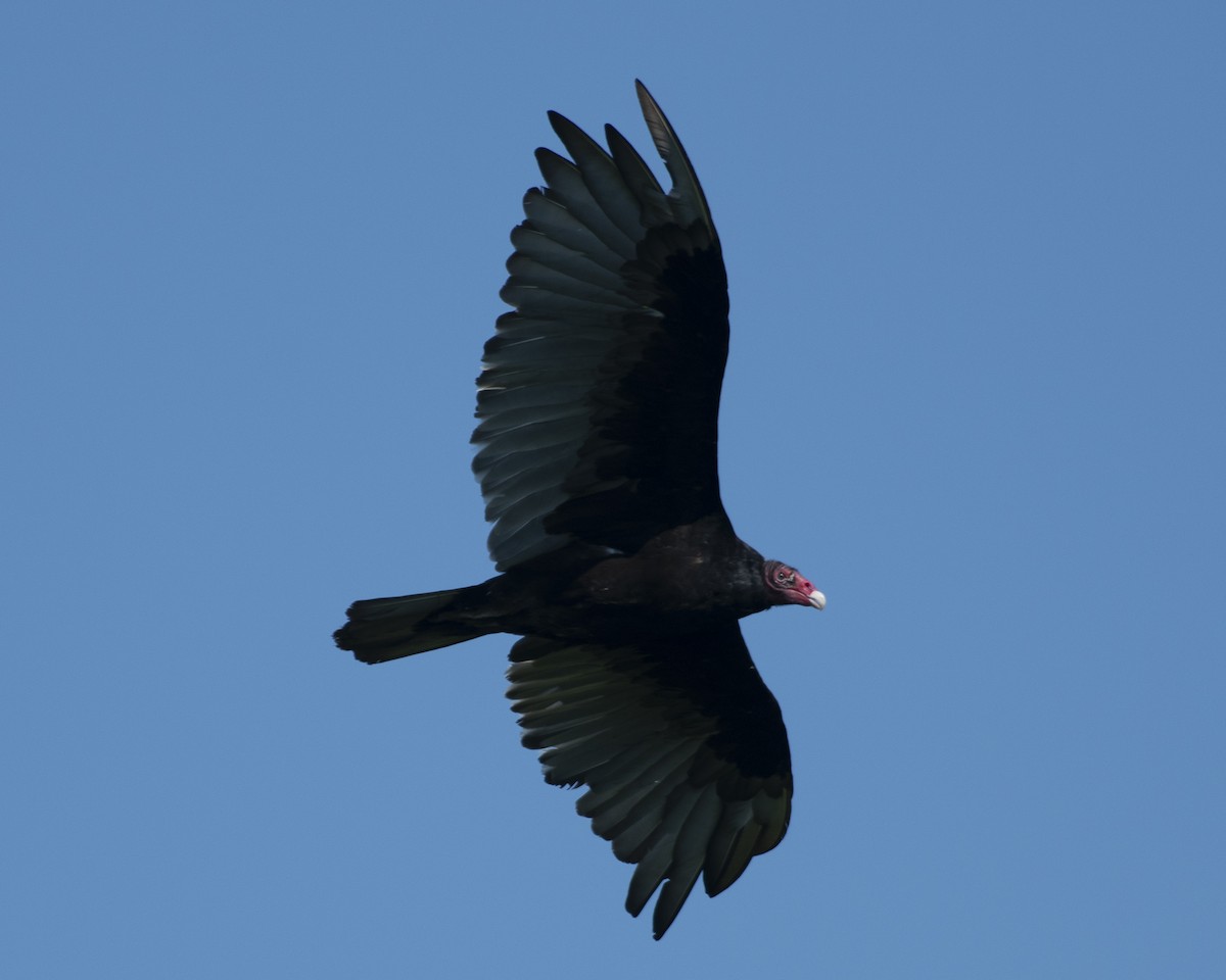 Turkey Vulture - ML596984711