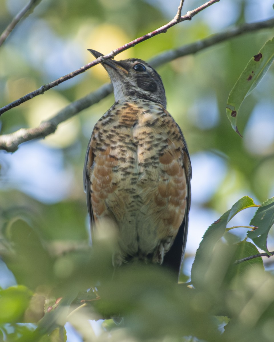American Robin - ML596984771