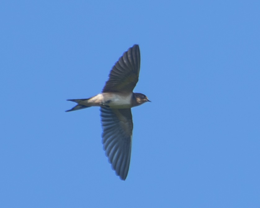 Barn Swallow - ML596985051