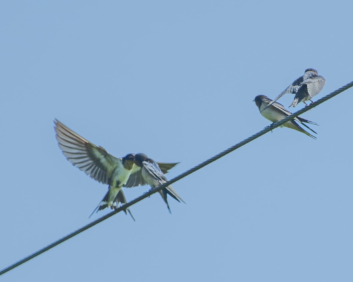 Barn Swallow - ML596985061