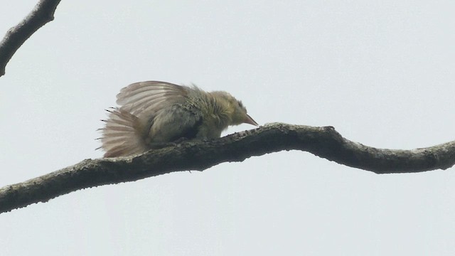 Necklaced Spinetail - ML596985361