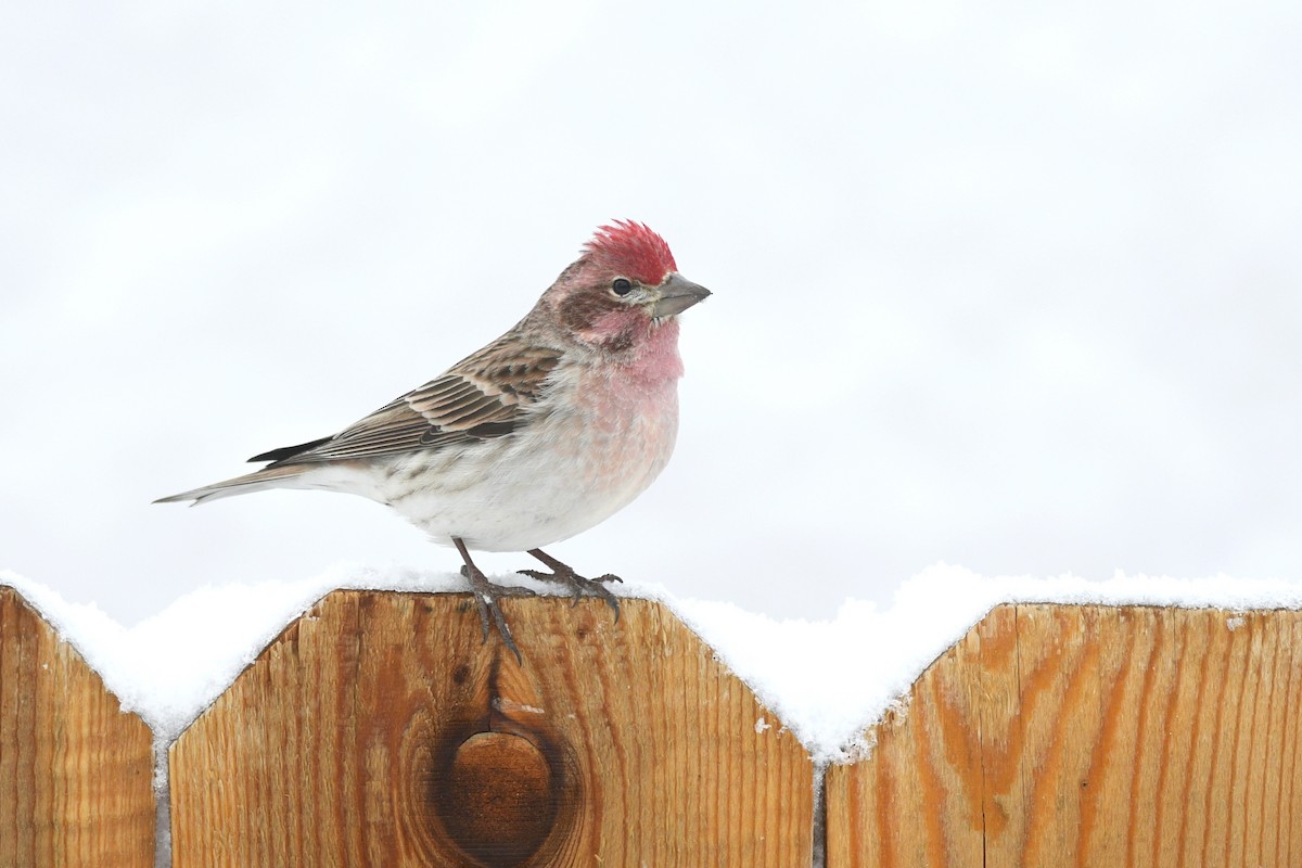 Cassin's Finch - Daniel Irons