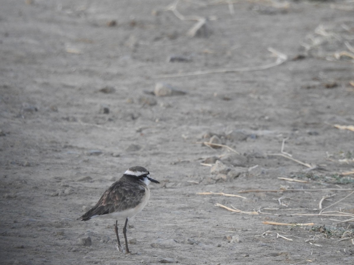 Kittlitz's Plover - ML596986041